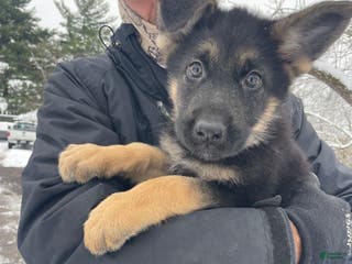 German Shepherd dogs Sugar/purple collar - Ad 33