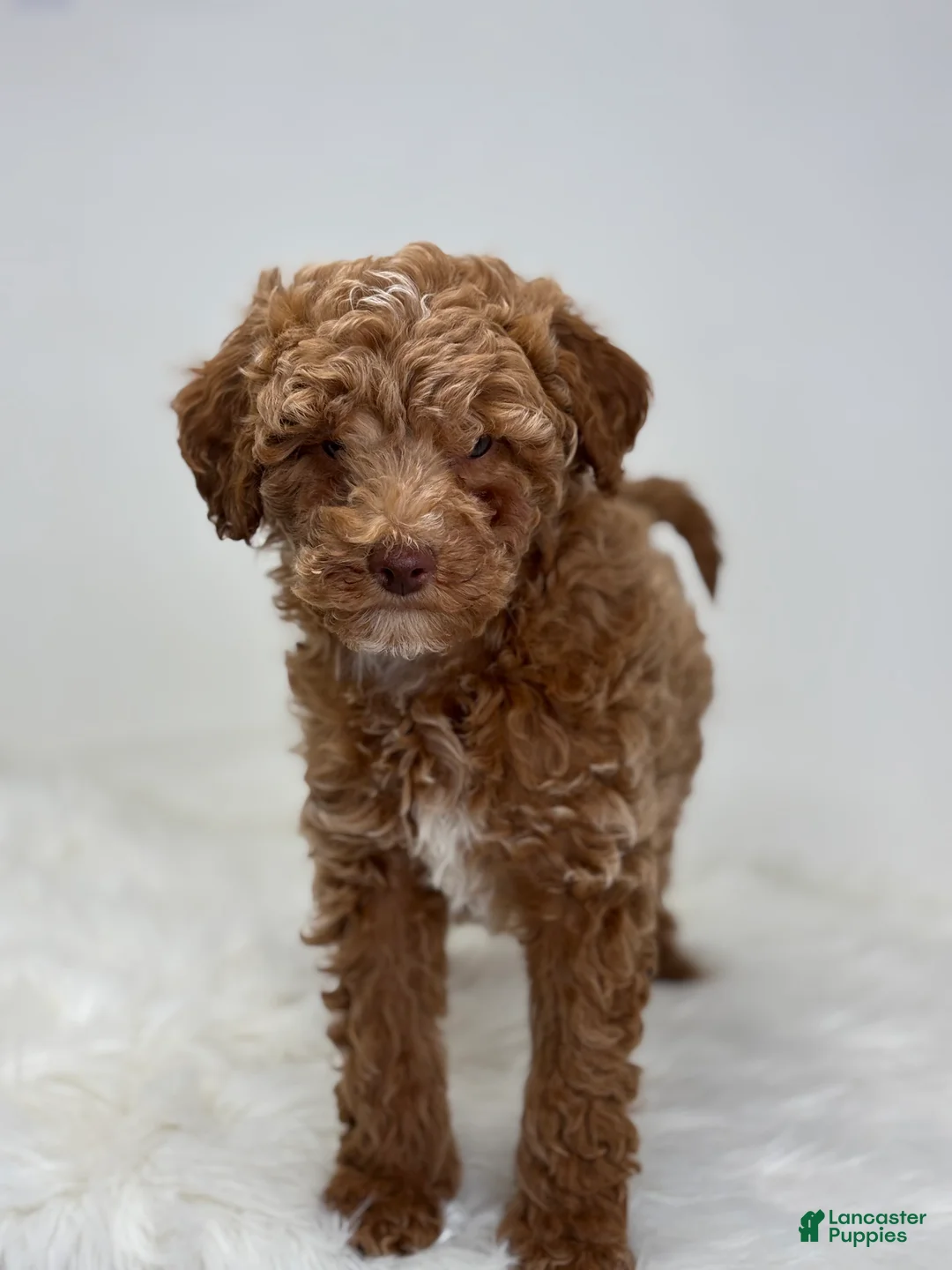 Miniature Poodle dogs for sale: Marion - Ad 5