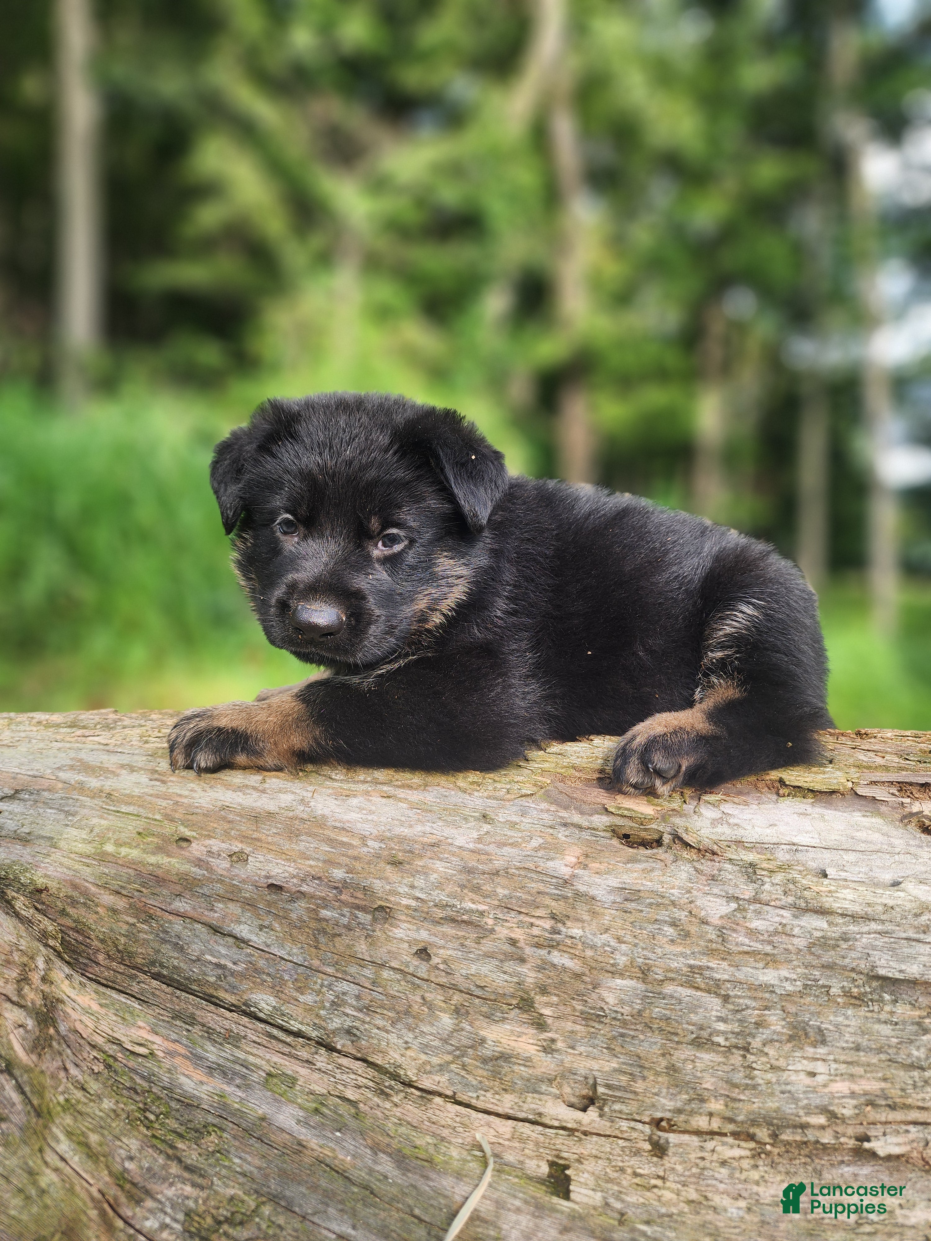 German Shepherd dogs Trek - Ad 2