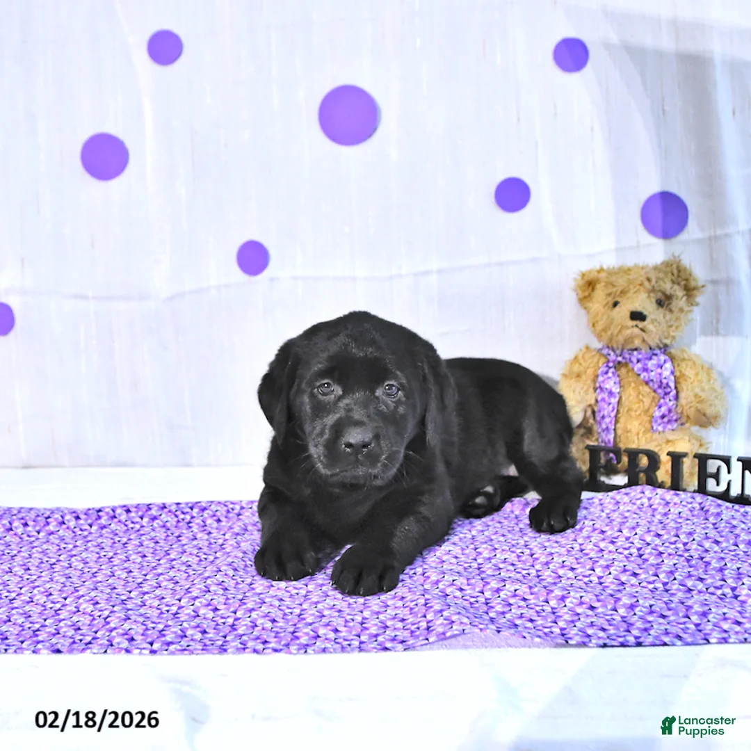 Labrador Retriever dogs for sale: Prunella - Ad 3