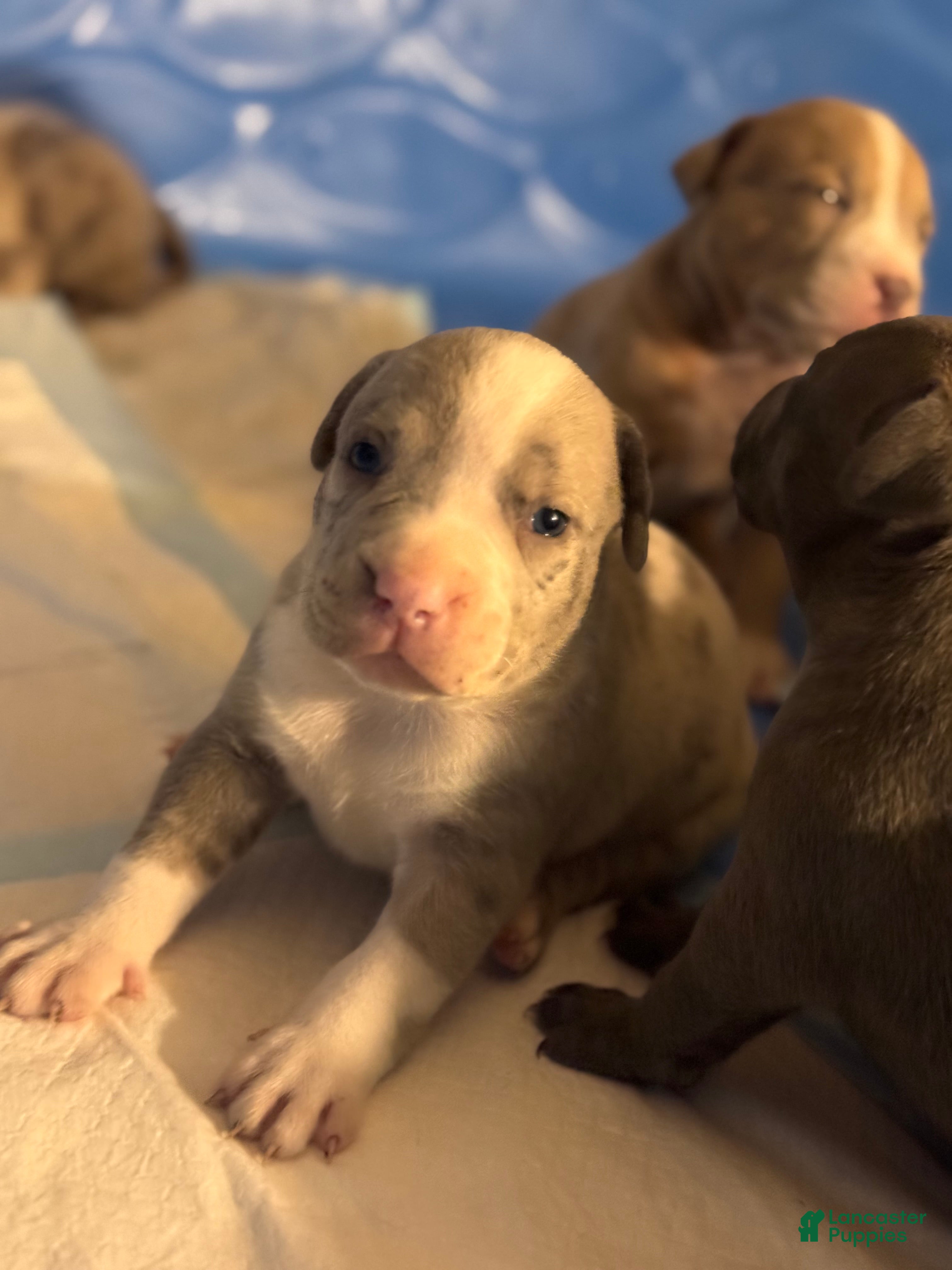 Mixed Breed dogs Kobe - Ad 34