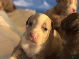 Mixed Breed dogs Kobe - Ad 29
