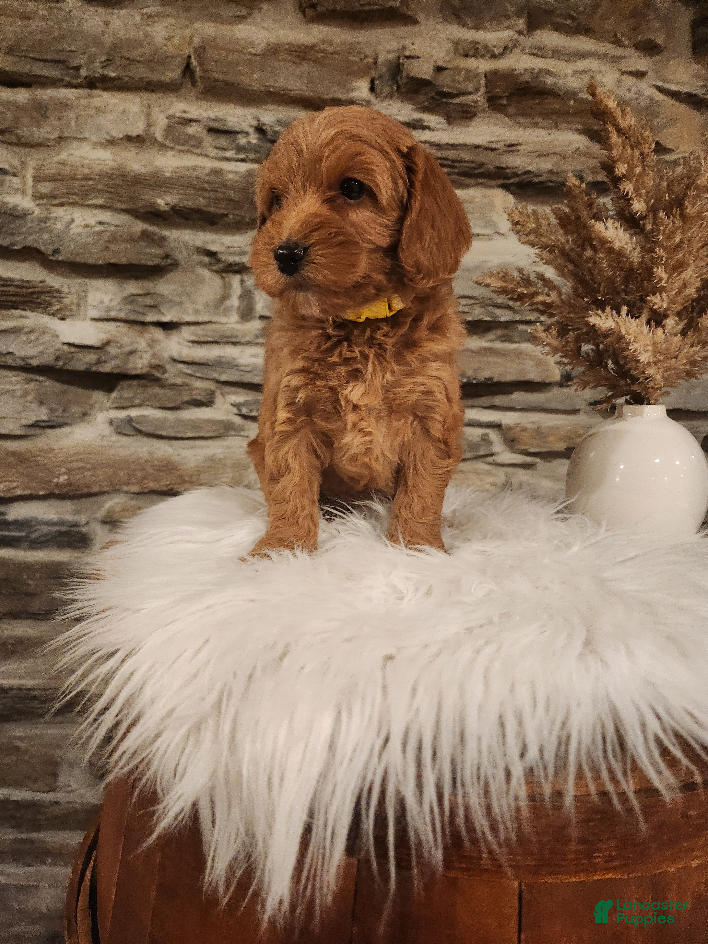Mini Goldendoodle dogs JESSA - MINI GOLDENDOODLE LOVELY PUPPY (RICHLAND, PA) - F1BB - Ad 2