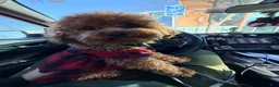 Toy Poodle dogs for sale: Milo - Ad 4