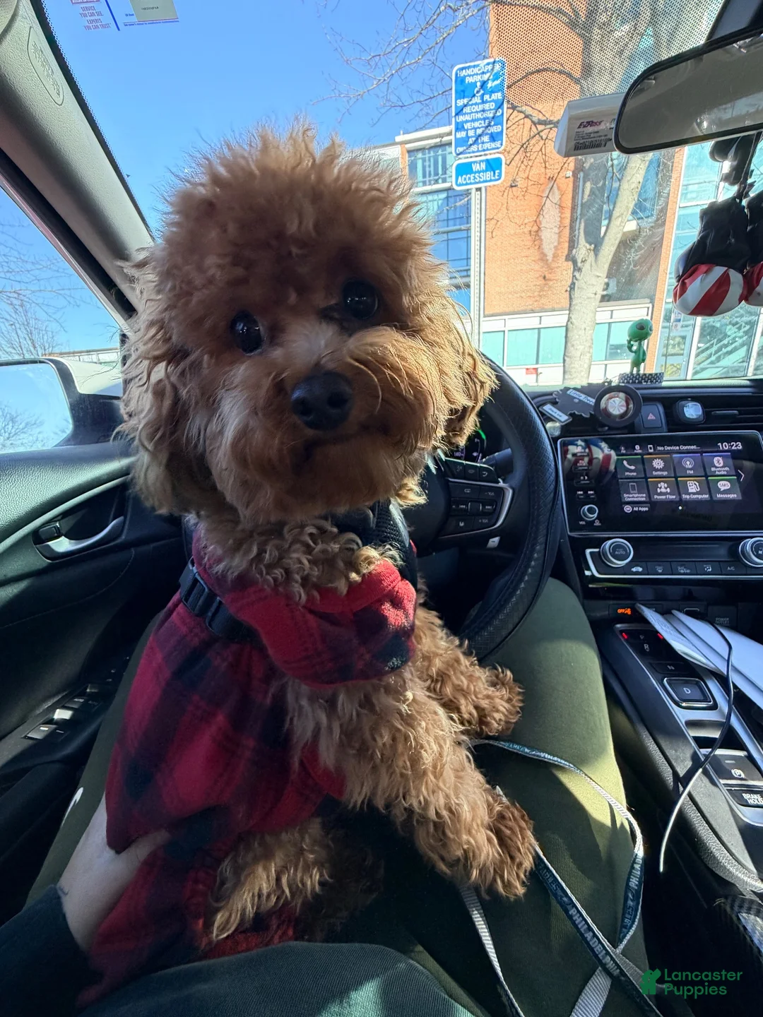 Toy Poodle dogs for sale: Mila - Ad 5