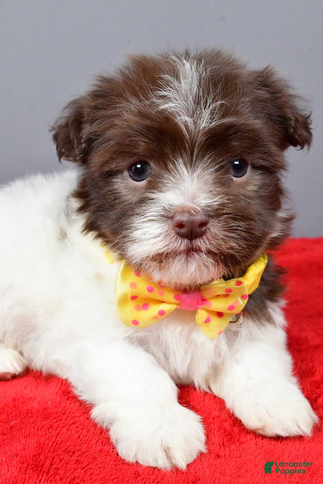 Havanese dogs for sale: Champ - Ad 5