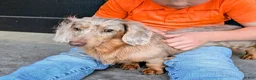 Miniature Dachshund dogs for sale: Miniature Dachshund Puppy 3 - Ad 3