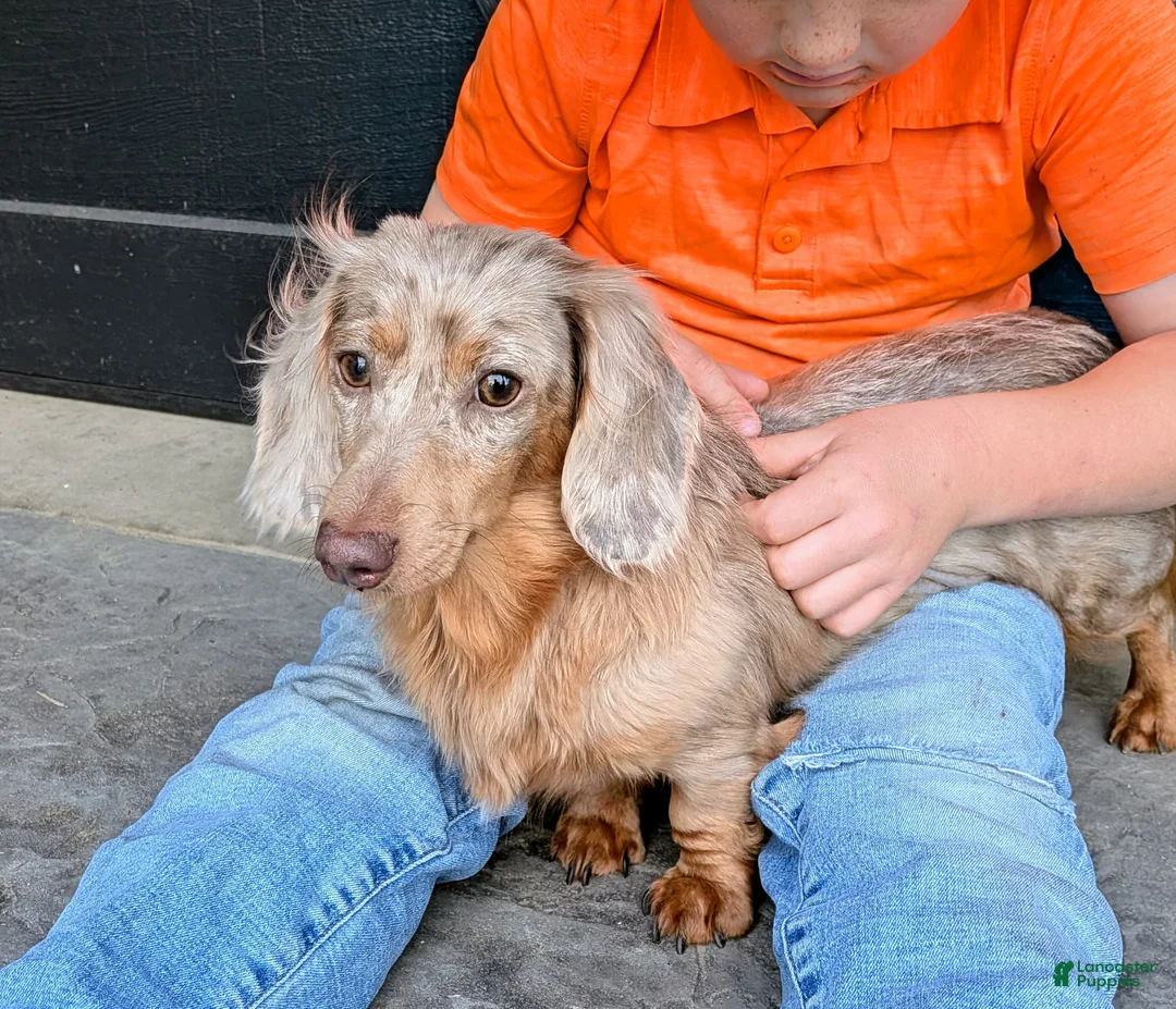 Miniature Dachshund dogs for sale: Miniature Dachshund Puppy 3 - Ad 3