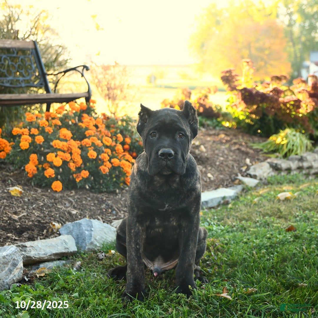 Cane Corso dogs for sale: Lance  - Ad 2
