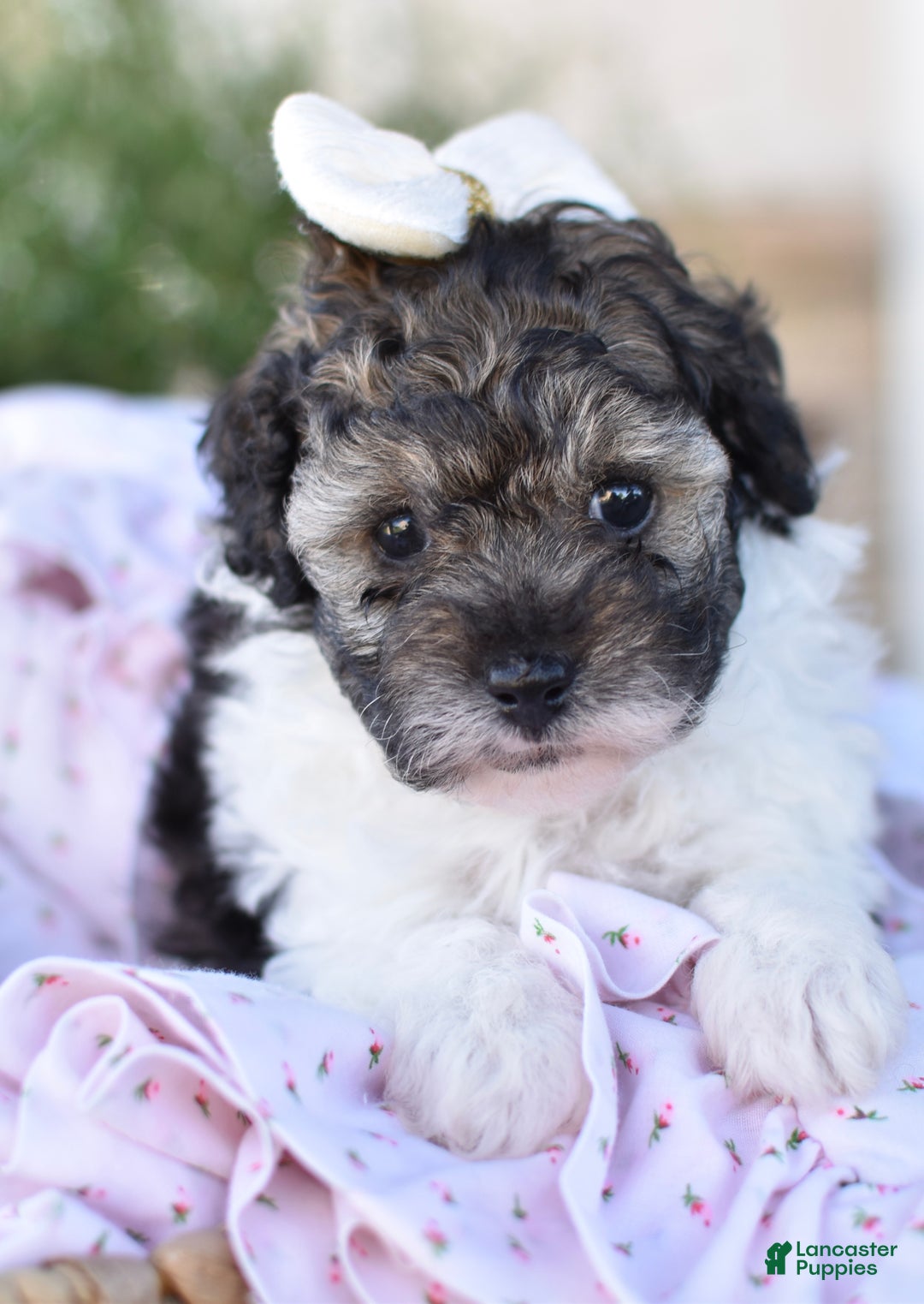Miniature Poodle dogs for sale: Daisy - Ad 3