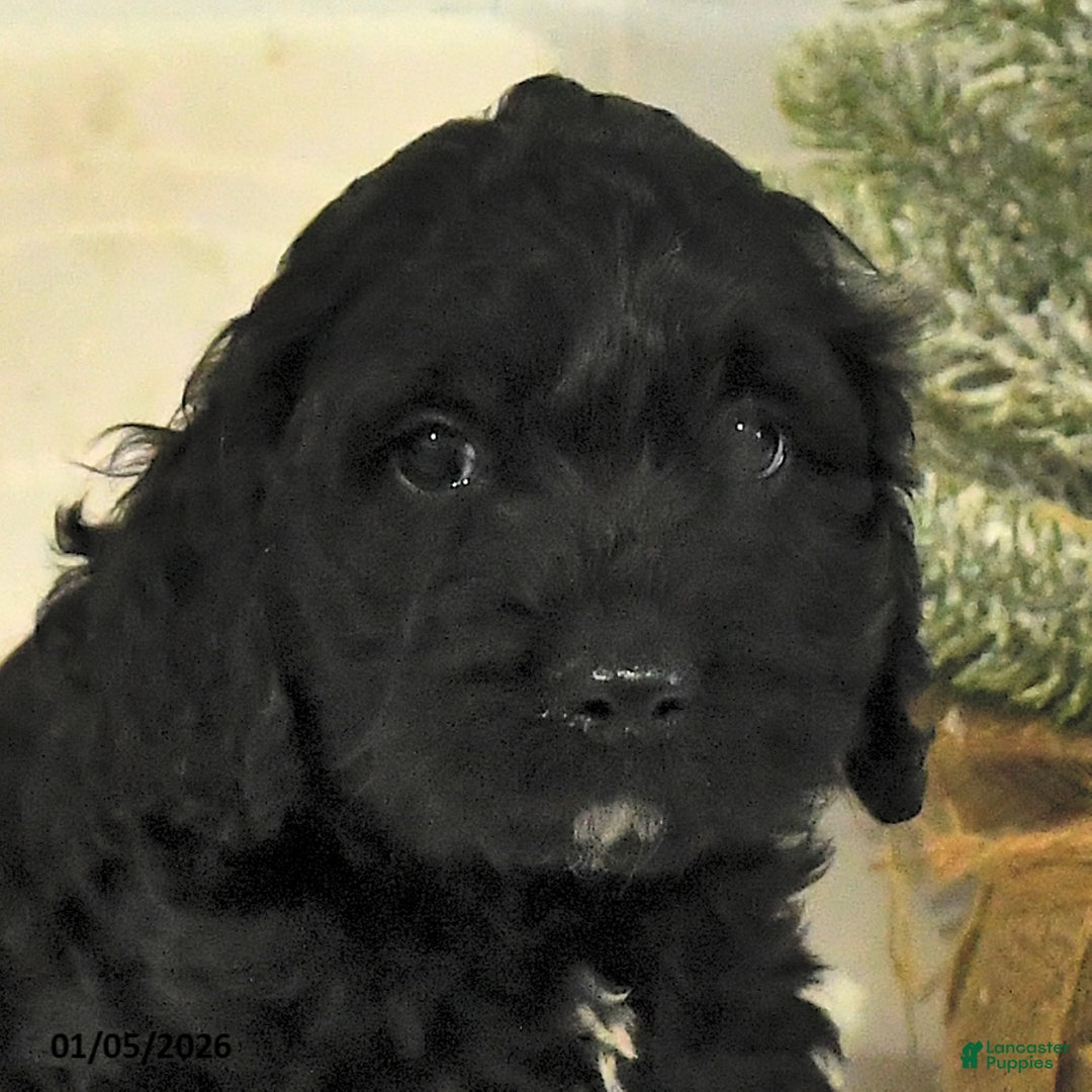 Cockapoo dogs for sale: Buster - Ad 4