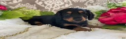 Miniature Dachshund dogs for sale: Kenzi - Ad 2