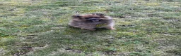 Pomeranian dogs for sale: Pomeranian 1 - Ad 3