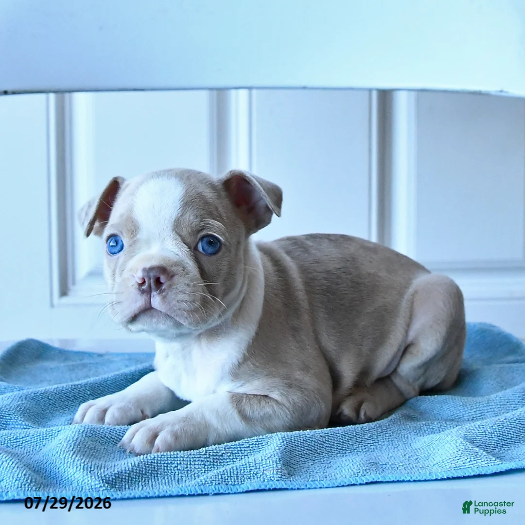 Boston Terrier dogs for sale: Candy - Ad 3