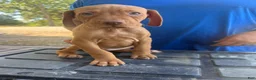 Vizsla dogs for sale: Blue - Ad 3