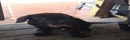 Cane Corso dogs for sale: Cane Corso 3 - Ad 5