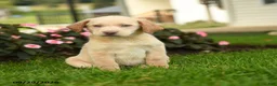 Labrador Retriever dogs for sale: Sasha - Ad 1
