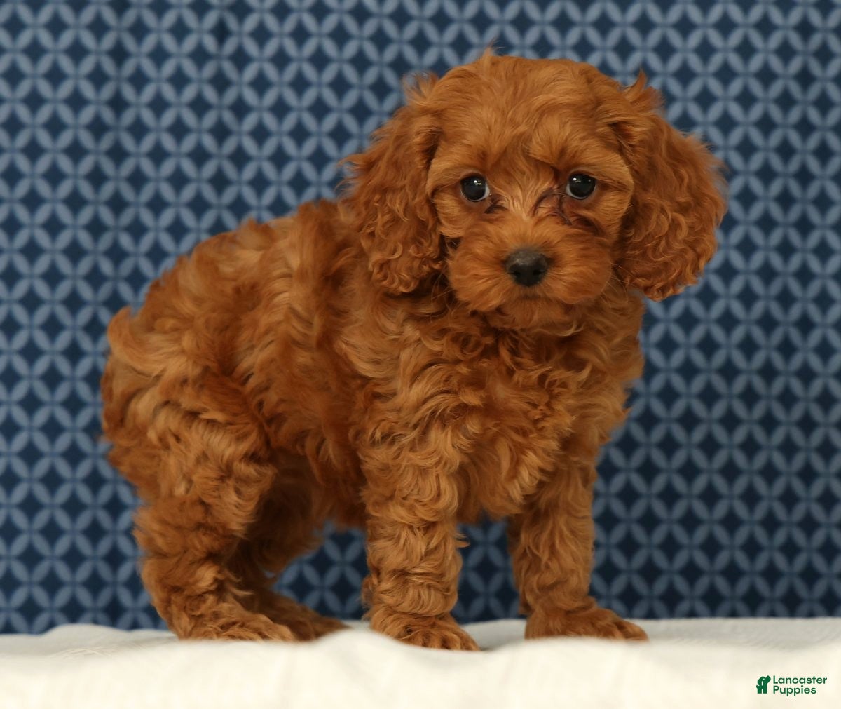Cockapoo dogs Princess - Ad 2