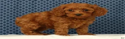Cockapoo dogs for sale: Princess - Ad 2