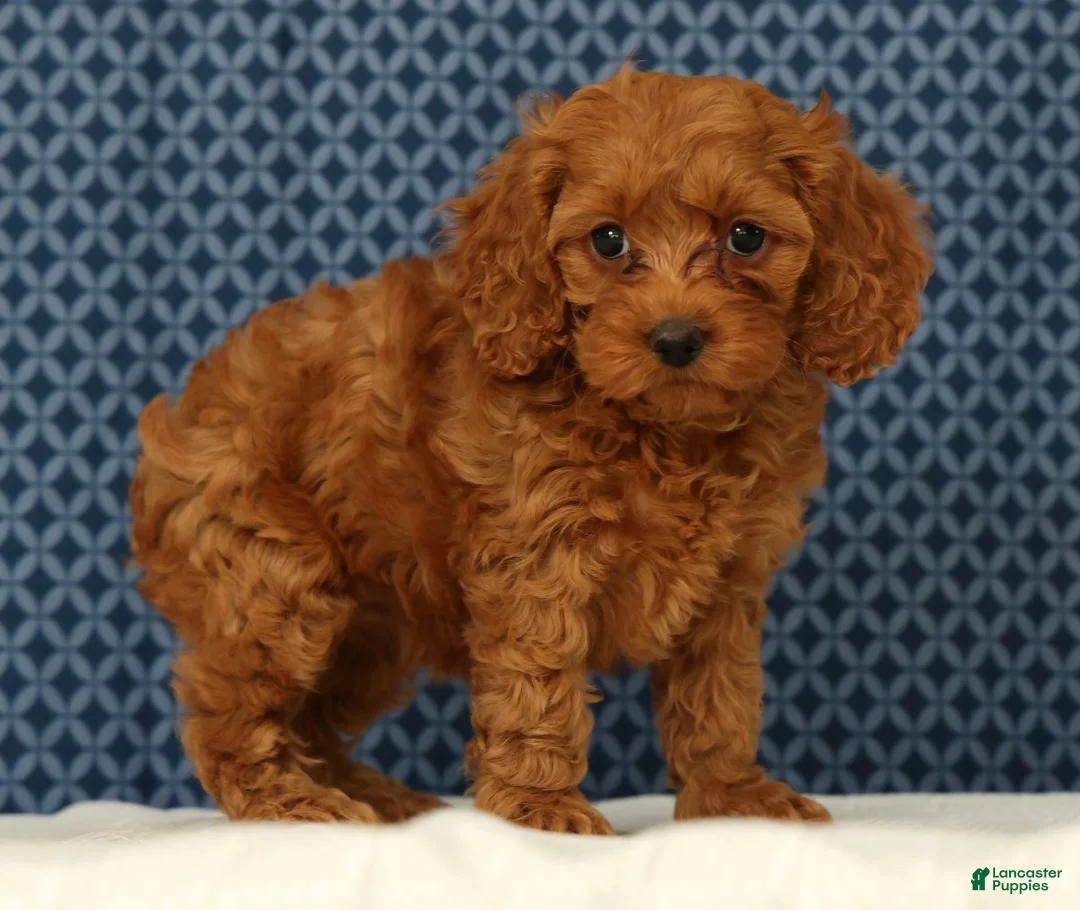 Cockapoo dogs for sale: Princess - Ad 2