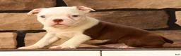 Boston Terrier dogs for sale: Wanda - Ad 4