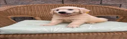 Golden Retriever dogs for sale: Gigi  - Ad 6