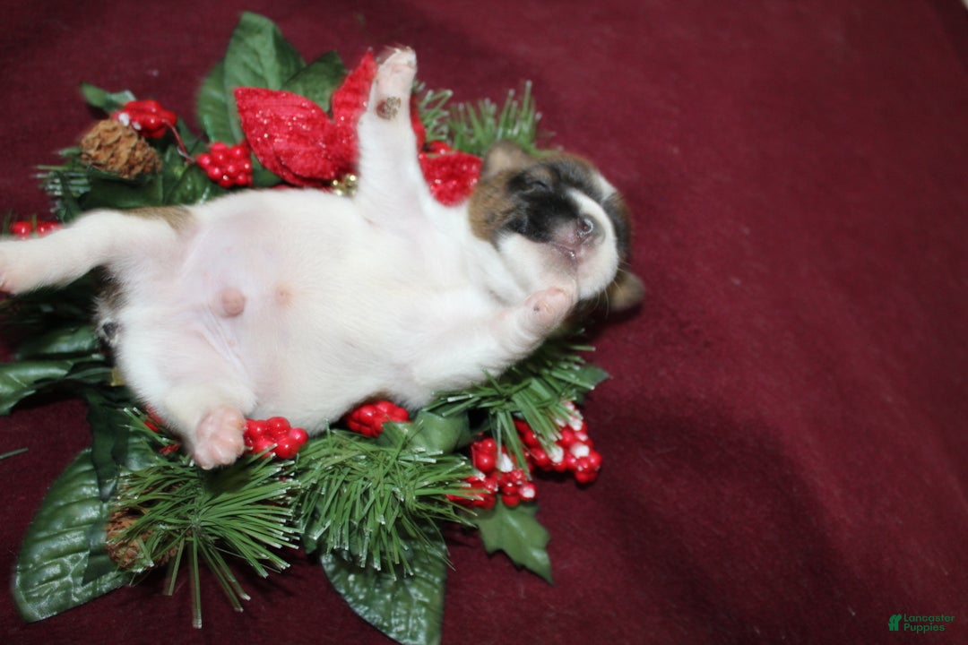 Jack Russell Terrier dogs for sale: Skittles - Ad 11