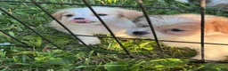 Mixed Breed dogs for sale: Mixed Breed 3 - Ad 5