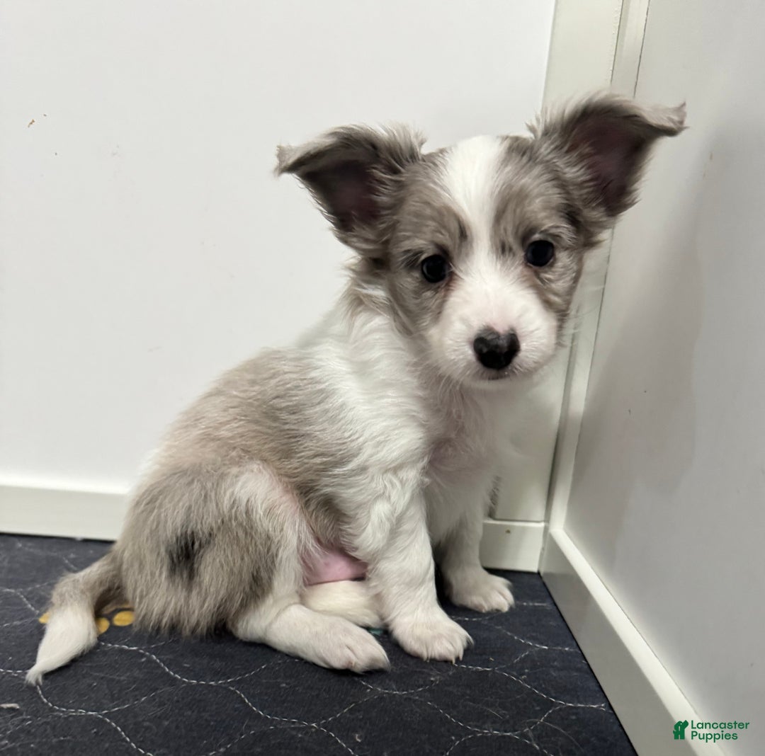 Mixed Breed dogs for sale: Slate - Ad 2