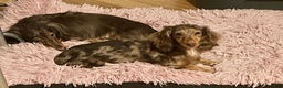 Miniature Dachshund dogs for sale: Rus Dapple girl - Ad 6