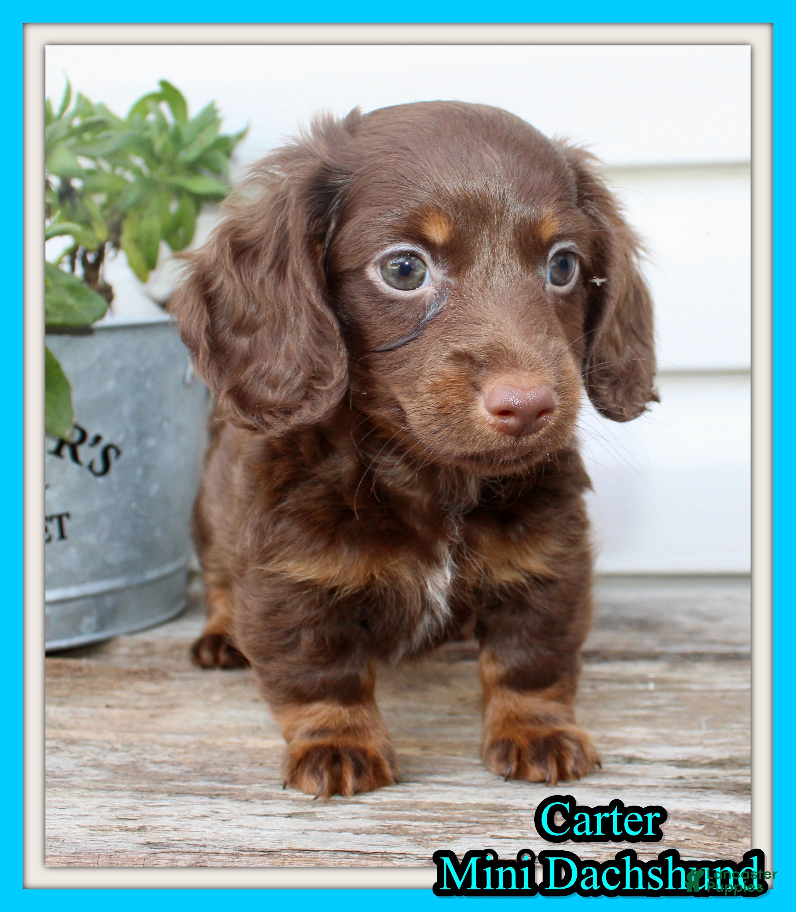 Miniature Dachshund dogs Carter Male AKC Mini Dachshund - Ad 1