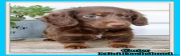 Miniature Dachshund dogs for sale: Carter Male AKC Mini Dachshund - Ad 1