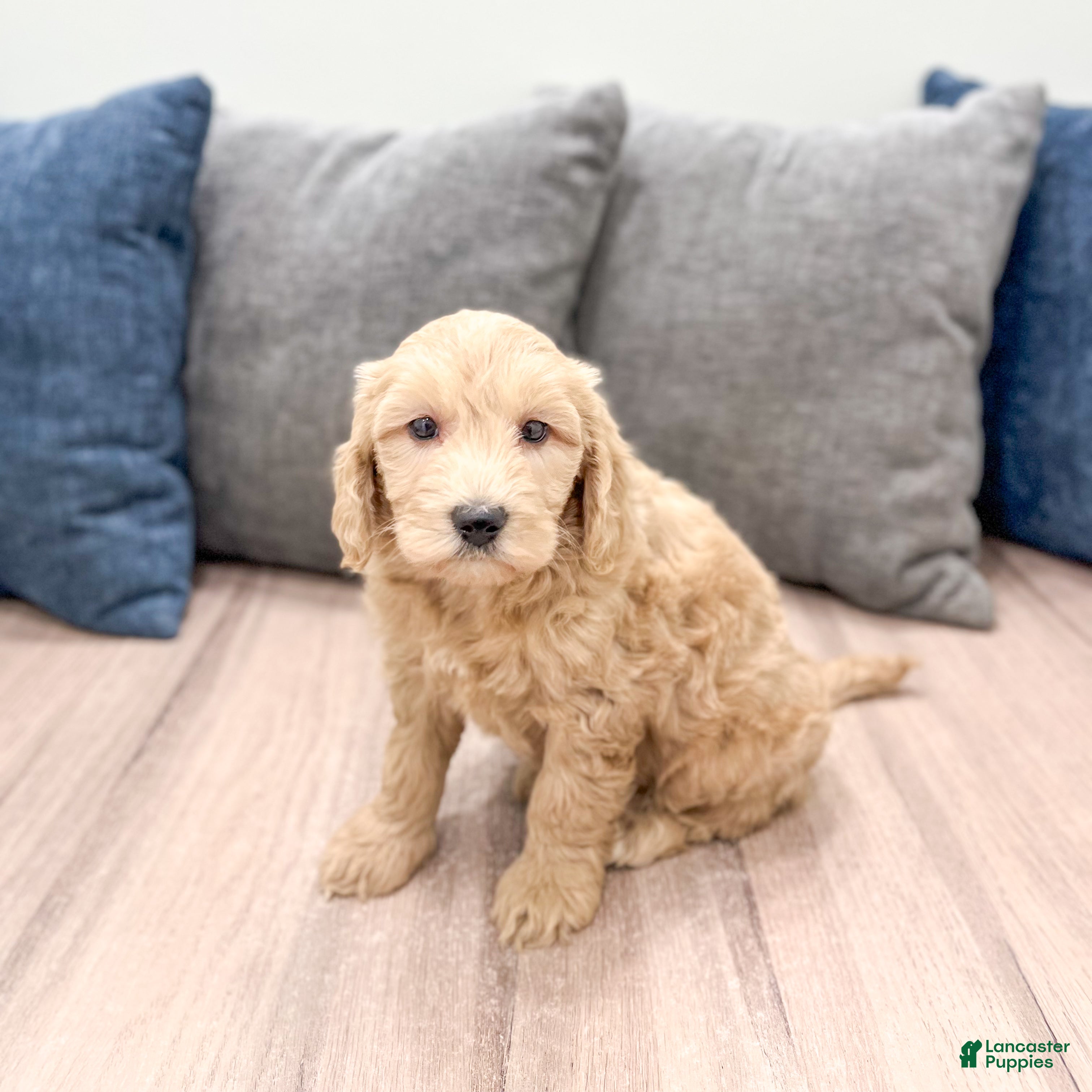 Mini Goldendoodle dogs Jenna - Ad 2