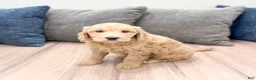 Mini Goldendoodle dogs for sale: Jenna - Ad 2