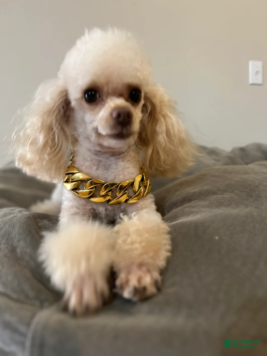 Gallery Image {{count}}