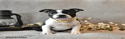 Boston Terrier dogs for sale: Roxie - Ad 3