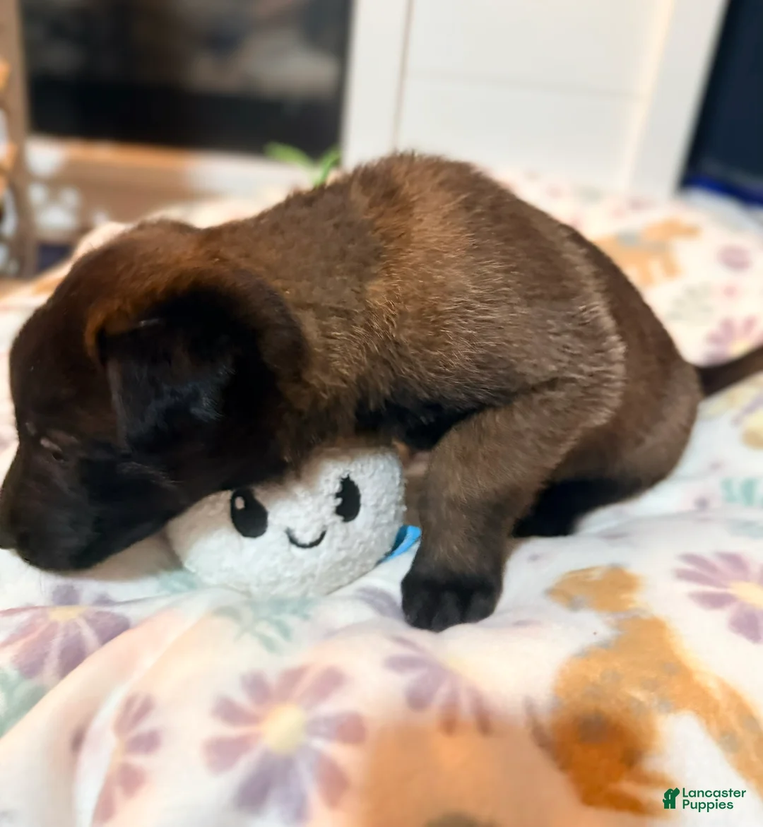 Belgian Malinois dogs for sale: Belgian Malinois - Green Collar - Ad 1