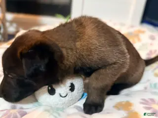 Belgian Malinois dogs Belgian Malinois - Green Collar - Ad 1