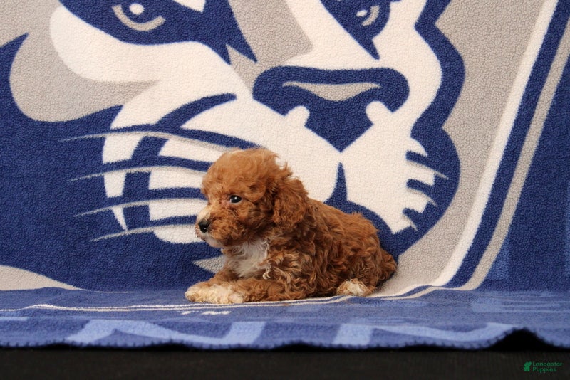 Toy Poodle dogs Josiah - Ad 2