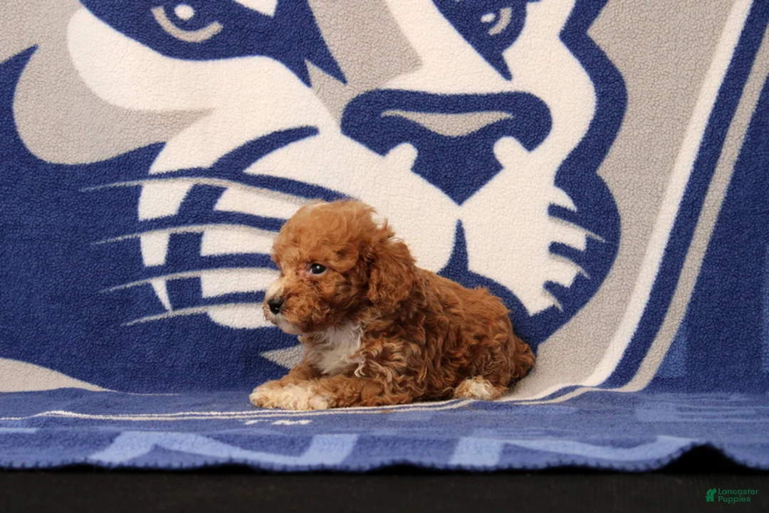 Toy Poodle dogs for sale: Josiah - Ad 2
