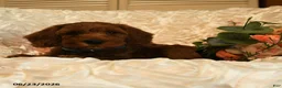 Mini Goldendoodle dogs for sale: Gus - Ad 3