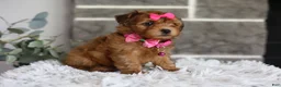 Yorkiepoo dogs for sale: Jewel  - Ad 8