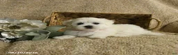 Maltese dogs for sale: Racer - Ad 4