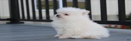 Pomeranian dogs for sale: Mochi - Ad 21
