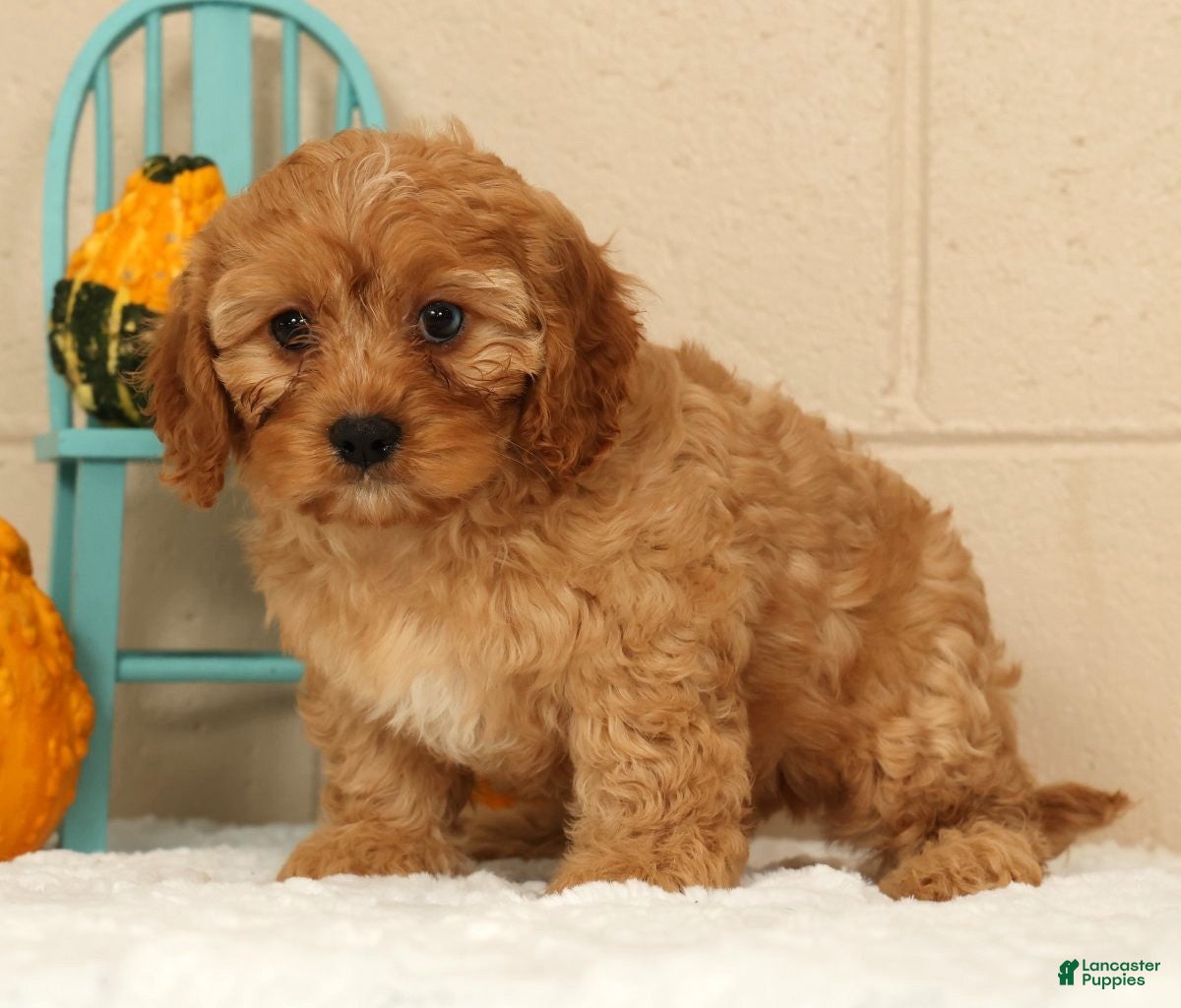 Cavapoo dogs Amber - Ad 2