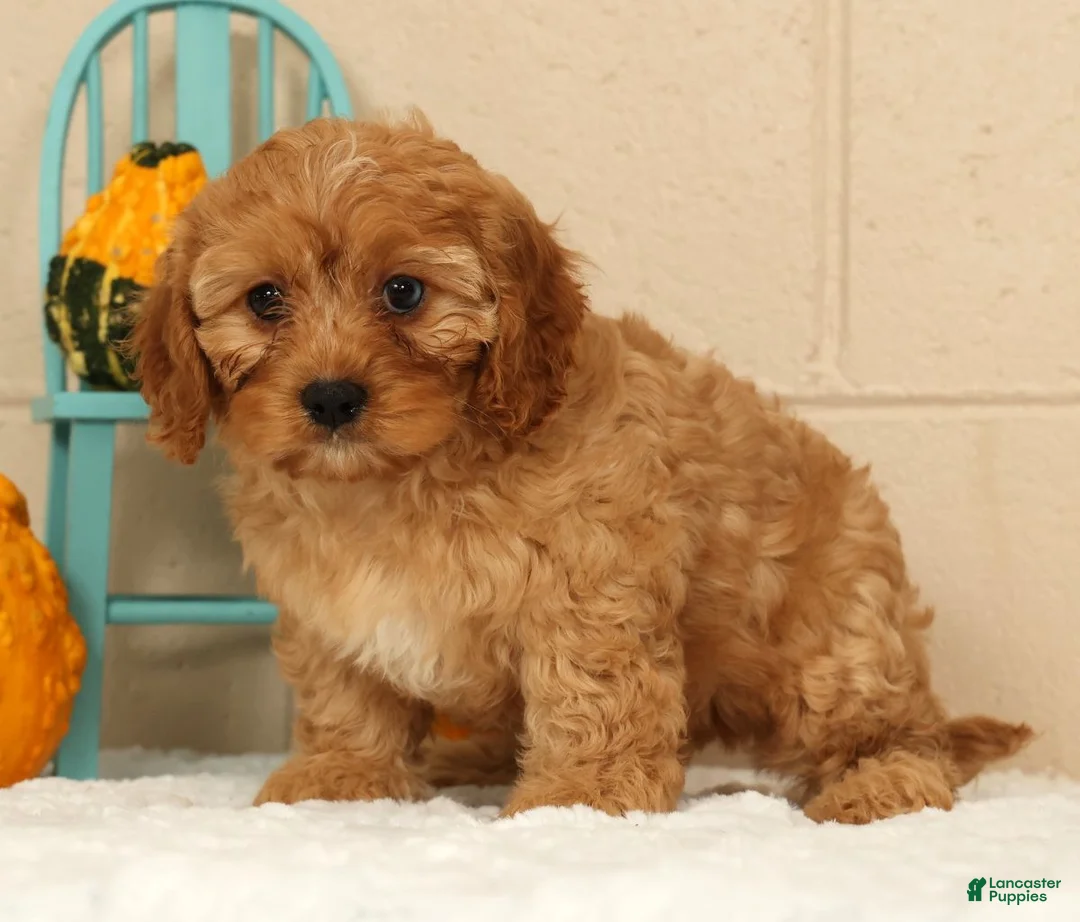 Cavapoo dogs for sale: Amber - Ad 2