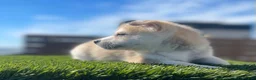 Alaskan Klee Kai dogs for sale: Rhaella - Ad 13