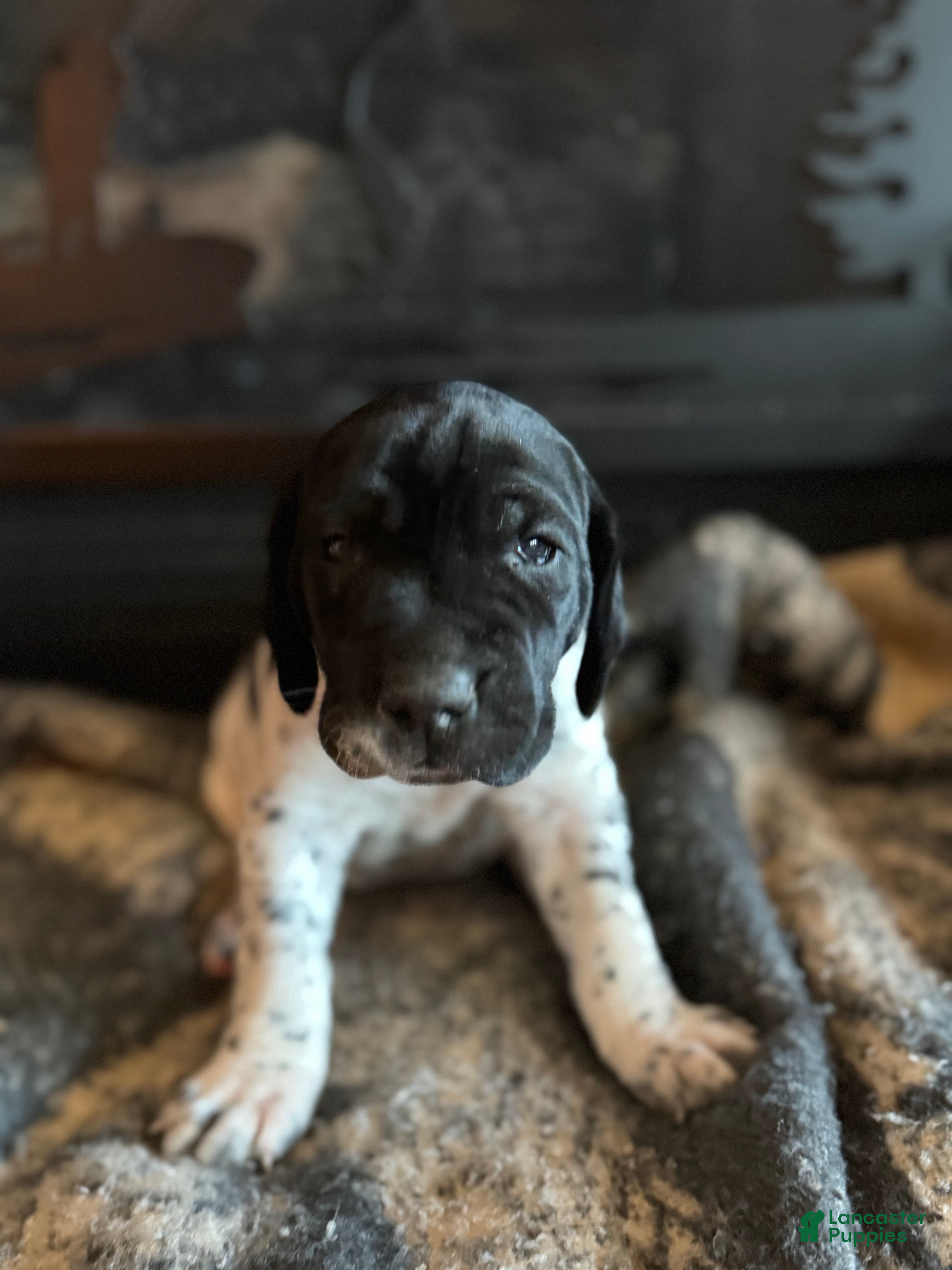 German Shorthaired Pointer dogs German Shorthaired Pointer Puppy 4 - Ad 13
