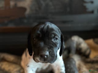 German Shorthaired Pointer dogs German Shorthaired Pointer Puppy 4 - Ad 13