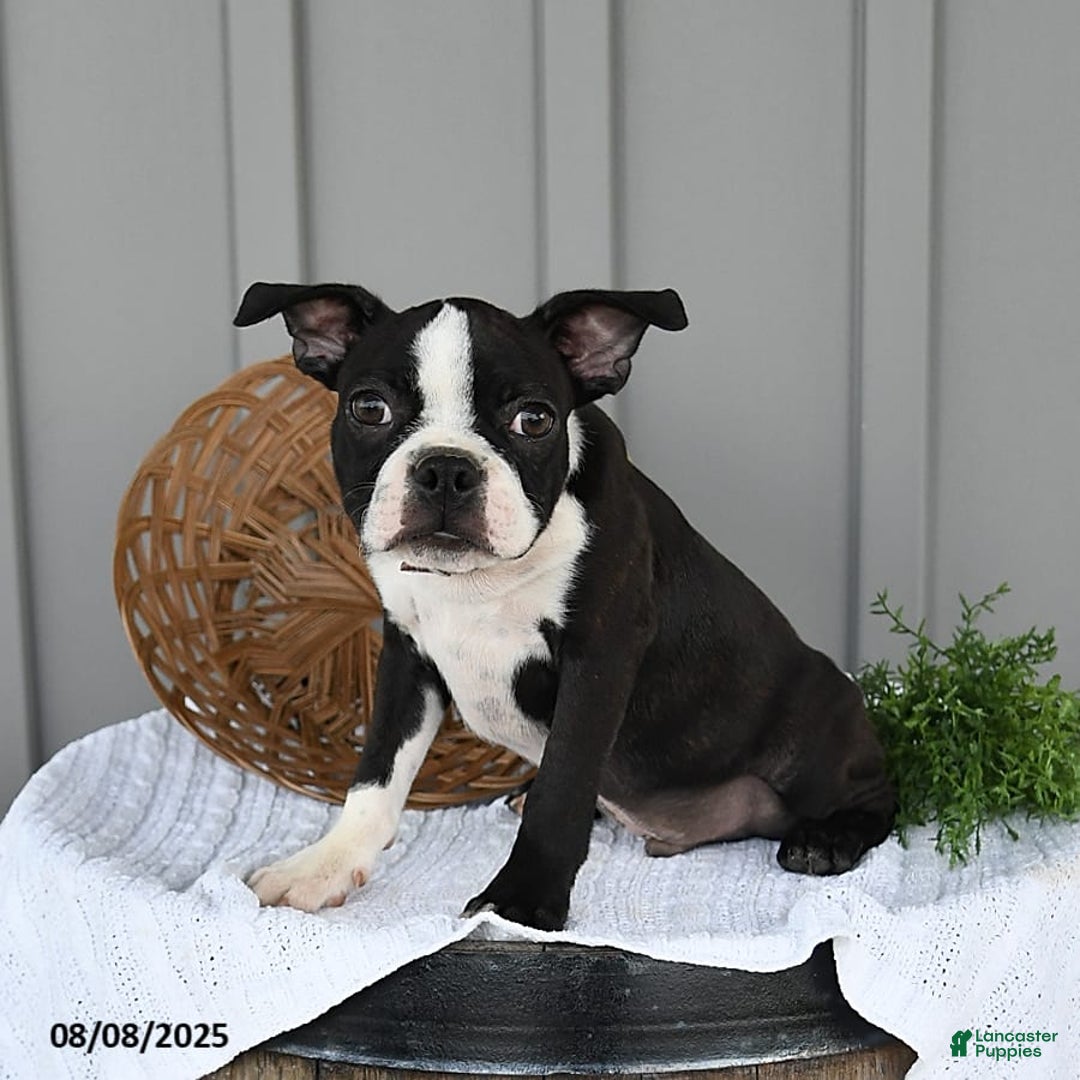 Domino for sale in Dundee Lancaster Puppies